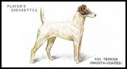 43 Fox Terrier (Smooth Coated)